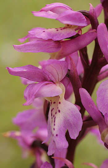 Orchis ichnusae, Domusnovas.