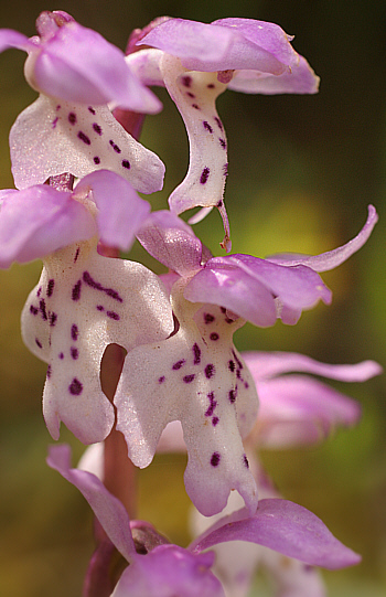 Orchis ichnusae, Domusnovas.