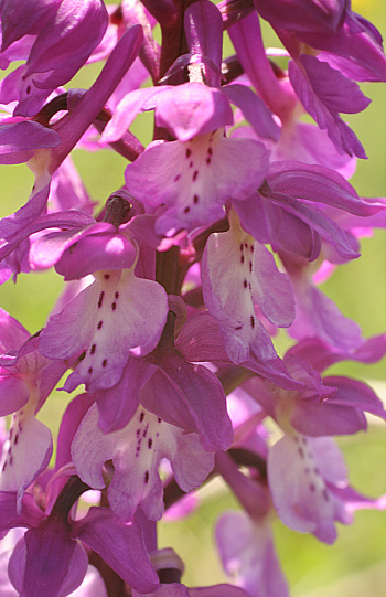 Orchis ichnusae, Ortuabis.