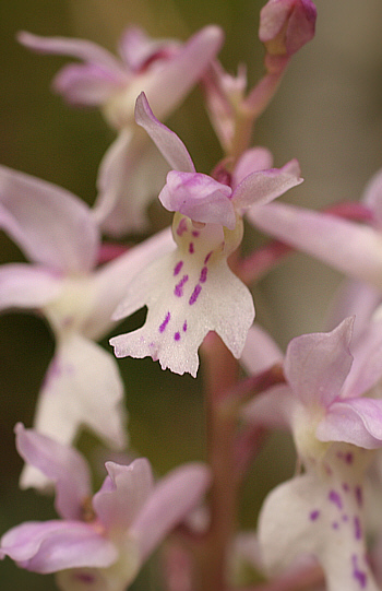 Orchis ichnusae, Domusnovas.