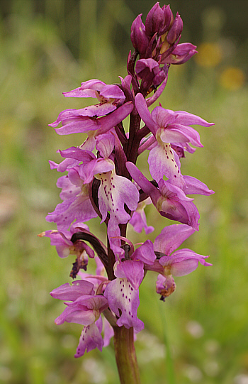 Orchis ichnusae, Domusnovas.
