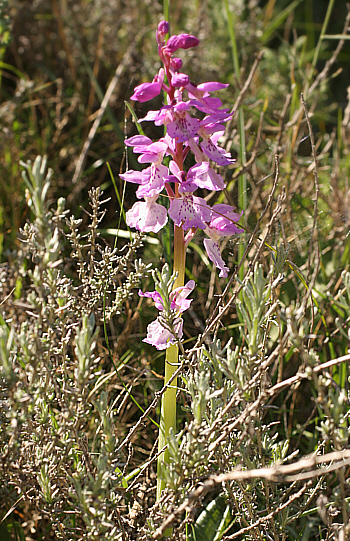 Orchis ichnusae, Ussassai.