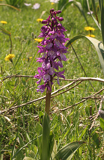 Orchis ichnusae, Ortuabis.