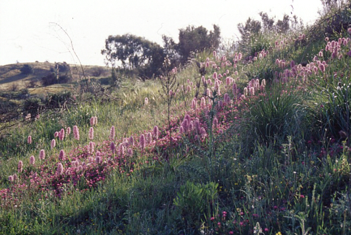 Orchis italica, south of Taormina.