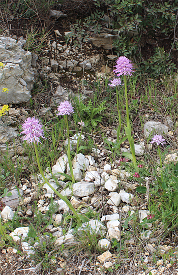 Orchis italica, Mattinata.