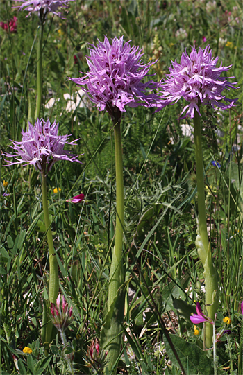 Orchis italica, Monte Sacro.