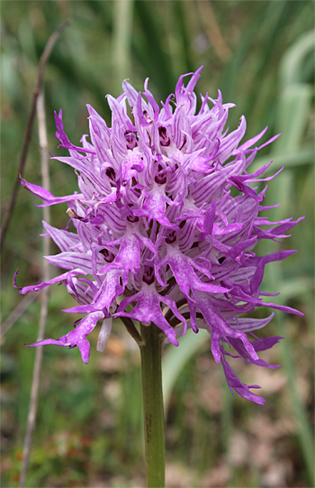 Orchis italica, Valle della Monaca.