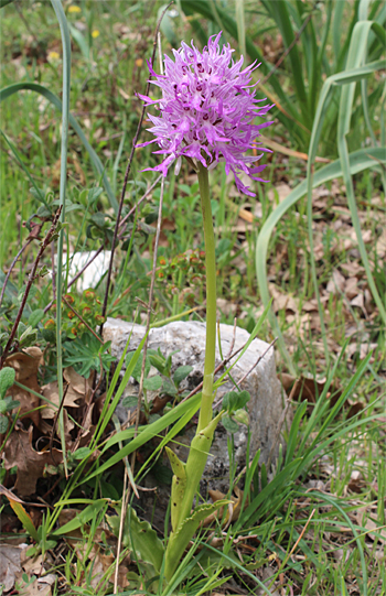 Orchis italica, Valle della Monaca.