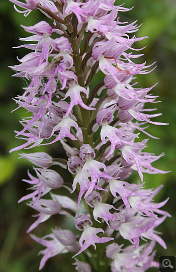 Orchis italica, Acquafondata.