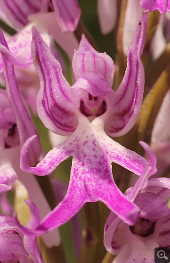 Orchis italica, Ampelokipi.