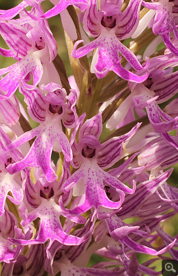 Orchis italica, Ampelokipi.