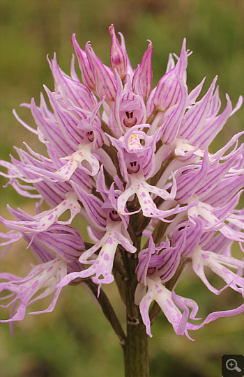 Orchis italica, Katsimpalis.