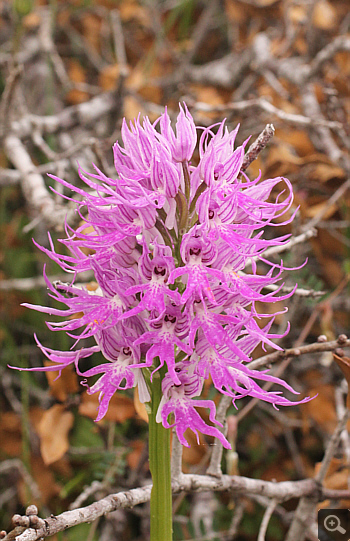 Orchis italica, Kastella.