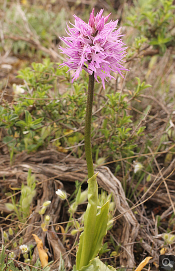 Orchis italica, Kastella.