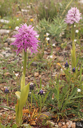 Orchis italica, Kastella.