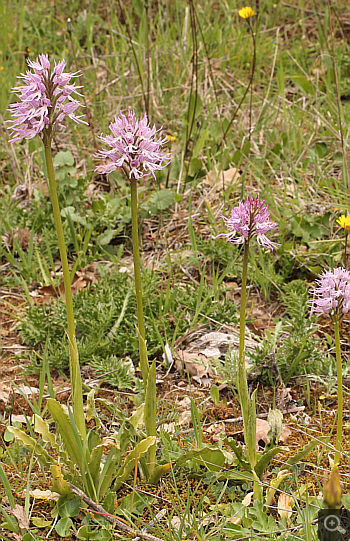 Orchis italica, Katsimpalis.