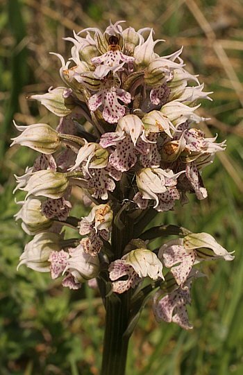 Orchis lactea, Ortuabis.