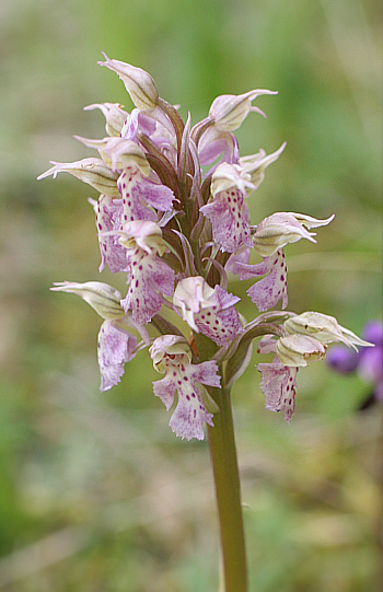 Orchis lactea, Ortuabis.