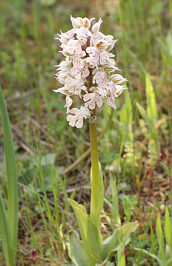 Orchis lactea, Ortuabis.