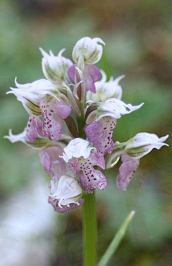 Orchis lactea, Profitis Ilias.