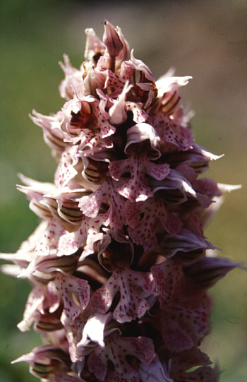 Orchis lactea, südl. Taormina.