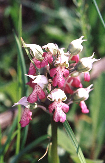 Orchis lactea, südl. Taormina.