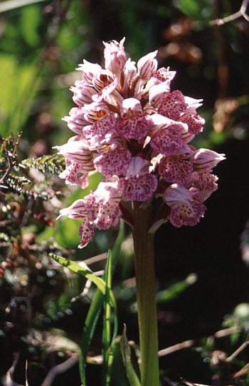 Orchis lactea, Lassiti.