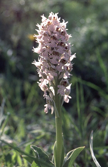 Orchis lactea, Lassiti.