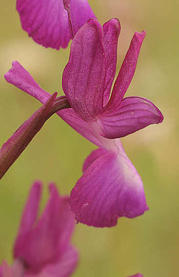 Orchis laxiflora, an der SP 125.
