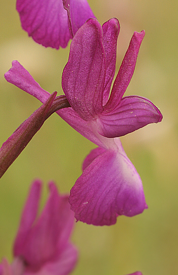 Orchis laxiflora, at the SP 125.