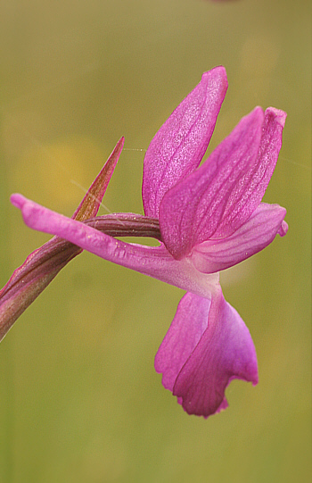 Orchis laxiflora, at the SP 125.