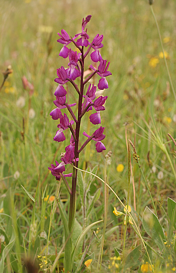 Orchis laxiflora, an der SP 125.