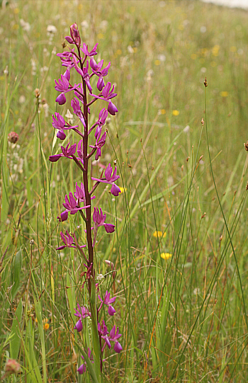 Orchis laxiflora, an der SP 125.