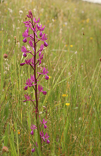 Orchis laxiflora, at the SP 125.