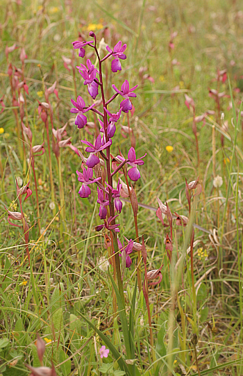 Orchis laxiflora, at the SP 125, [with Serapias lingua].
