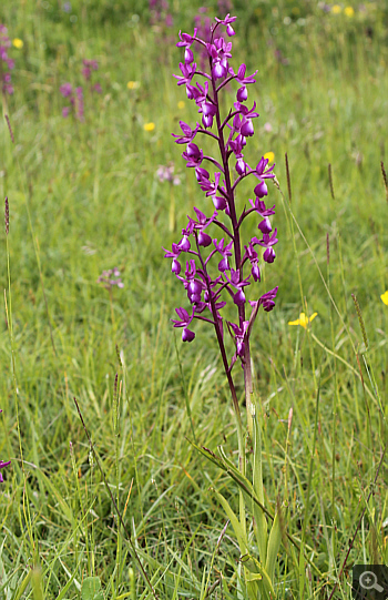 Orchis laxiflora, Pizzone.