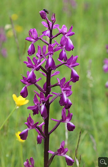 Orchis laxiflora, Pizzone.