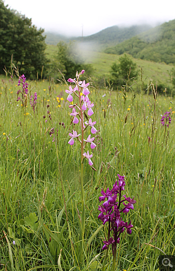 Orchis laxiflora, Pizzone.