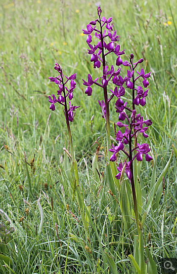 Orchis laxiflora, Pizzone.