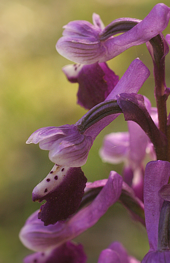 Orchis longicornu, di Antas.