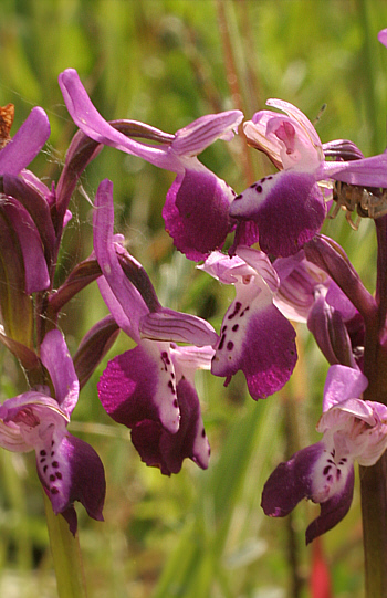 Orchis longicornu, Ittiri.