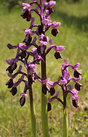 Orchis longicornu, Lanusei.