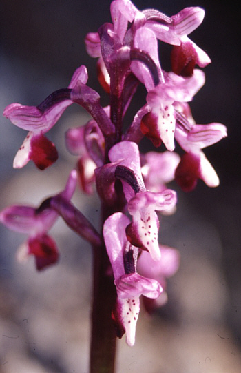 Orchis longicornu, south of Taormina.