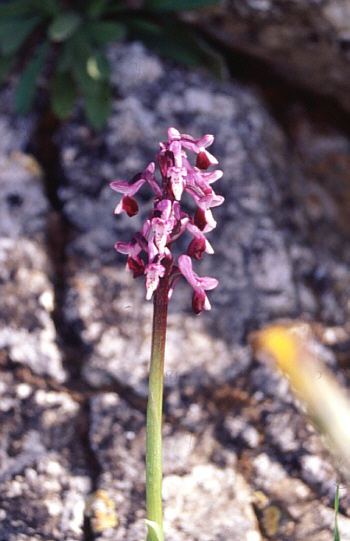 Orchis longicornu, south of Taormina.