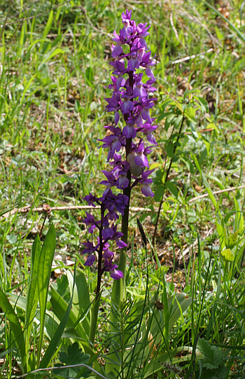 Orchis mascula, district Göppingen.