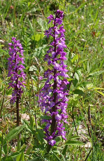 Orchis mascula, district Göppingen.