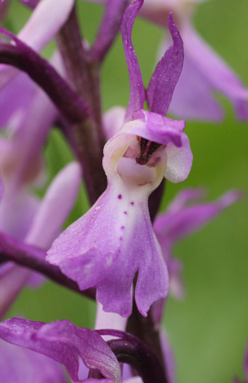 Orchis mascula ssp. mascula, district Göppingen.