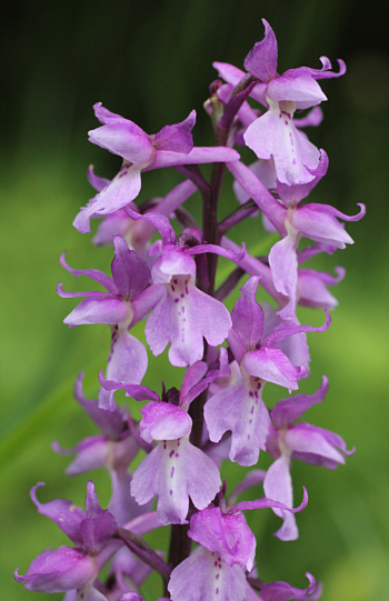 Orchis mascula ssp. mascula, district Göppingen.