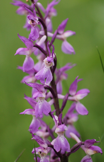 Orchis mascula ssp. mascula, Landkreis Göppingen.