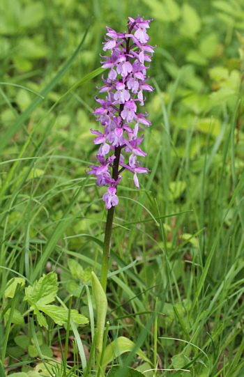 Orchis mascula ssp. mascula, district Göppingen.